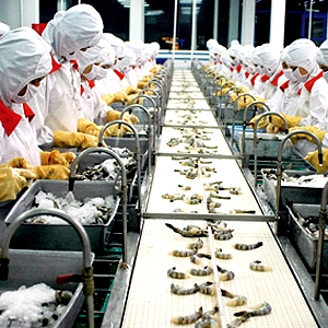 eur25-million-project-launched-to-support-shrimp-value-chain-development-in-mekong-delta