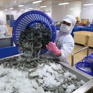 vasep-forecast-upbeat-shrimp-export-growth-for-2018