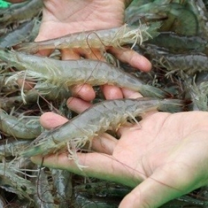 vietnam-whiteleg-shrimp-exports-to-go-on-the-rise-in-2018