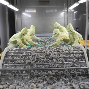 vietnam-shrimp-exports-rebounded-in-september