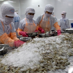 shrimp-exports-levelled-off-in-august-and-september