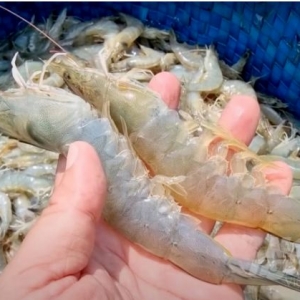 vietnam-whiteleg-shrimp-exports-grew-strongly-after-5-years