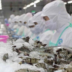 vietnam-shrimp-exports-reached-more-than-3-billion-usd-in-the-first-8-months-of-2022