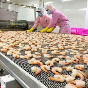 shrimp-export-up-nearly-16-pct-in-first-half