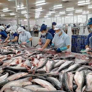 up-in-pangasius-exports-to-poland