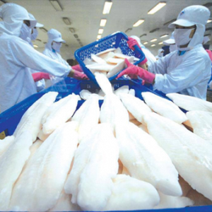vietnam-seafood-market-update-october-2026